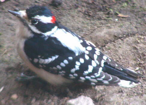 Male Downy Woodpecker