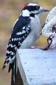 Male Downy Woodpecker