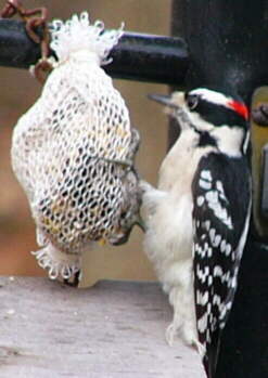 Male Downy Woodpecker