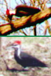 Pileated Woodpecker