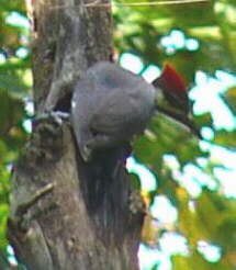 Pileated Woodpecker