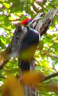 Pileated Woodpecker