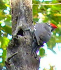 Pileated Woodpecker