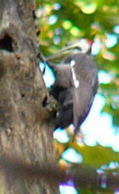 Pileated Woodpecker