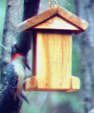 Red-bellied Woodpecker