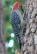 Red-bellied Woodpecker