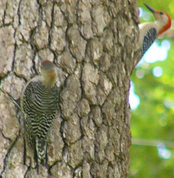 Juvenile Red-bellied Woodpecker