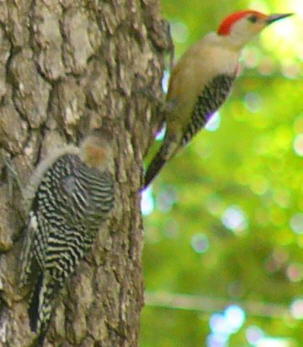 Juvenile Red-bellied Woodpecker