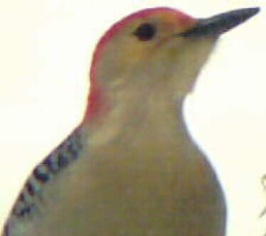 Red-bellied Woodpecker