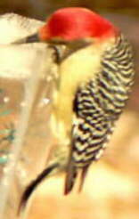 Red-bellied Woodpecker