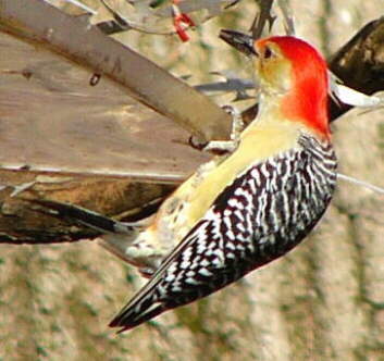 Red-bellied Woodpecker