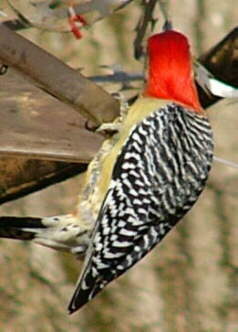 Red-bellied Woodpecker