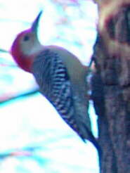 Red-bellied Woodpecker