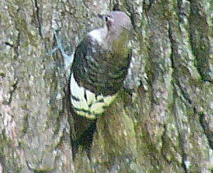 Red-headed Woodpecker