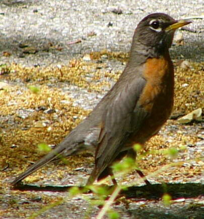 Robin