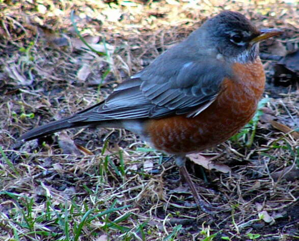 Robin