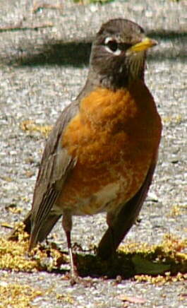 Robin
