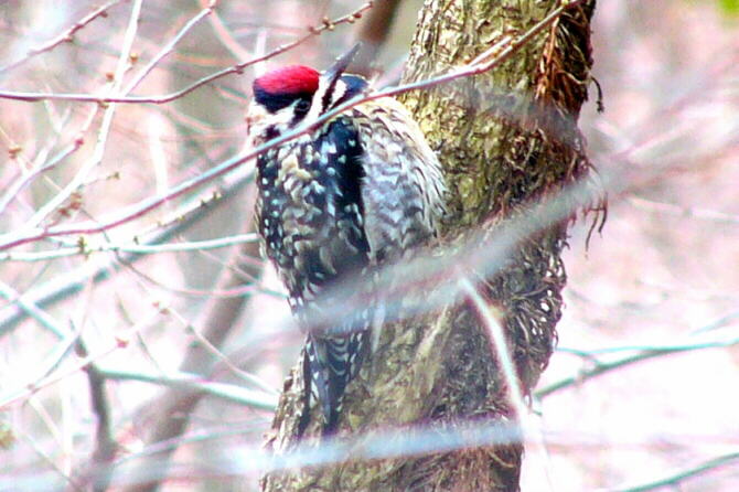 Yellow-bellied Sapsucker