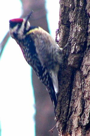 Yellow-bellied Sapsucker