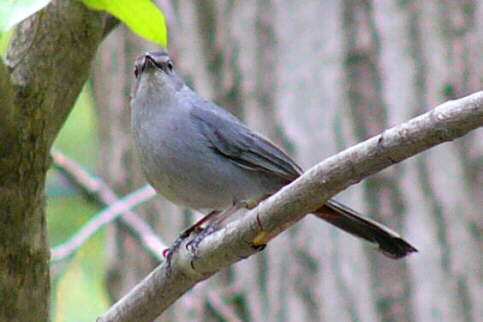 Gray Catbird
