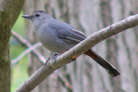 Gray Catbird