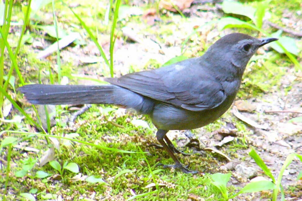 Gray Catbird