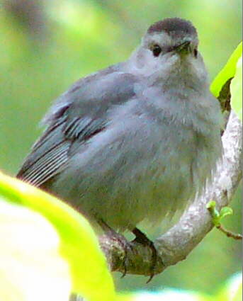 Gray Catbird