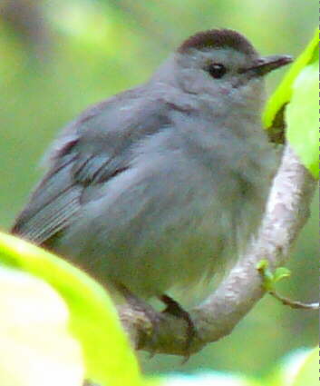 Gray Catbird