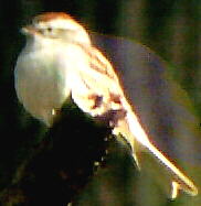 Chipping Sparrow