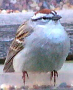 Chipping Sparrow