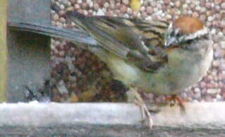 Chipping Sparrow