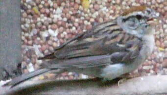 Chipping Sparrow