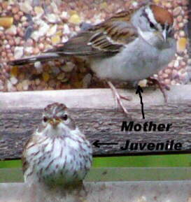 Chipping Sparrow