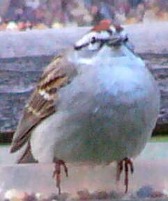 Chipping Sparrow