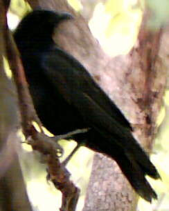 American Crow