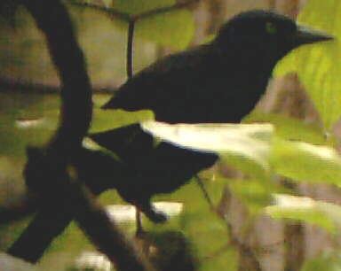 American Crow