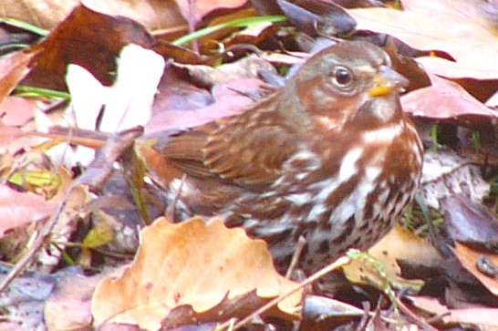 Fox Sparrow