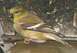American Goldfinch