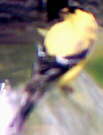 American Goldfinch