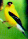 American Goldfinch
