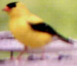 American Goldfinch