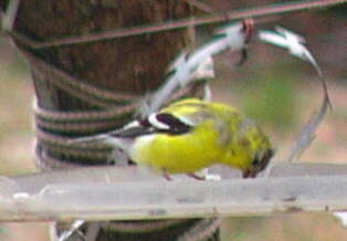 American Goldfinch