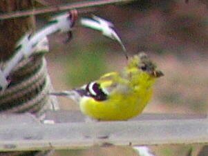 American Goldfinch