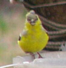 American Goldfinch