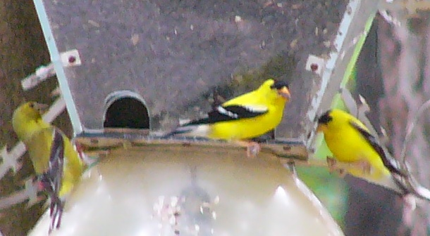 American Goldfinches