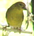 American Goldfinch