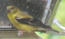 American Goldfinch