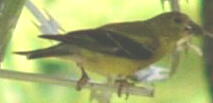 American Goldfinch