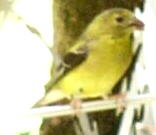 American Goldfinch