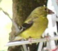 American Goldfinch